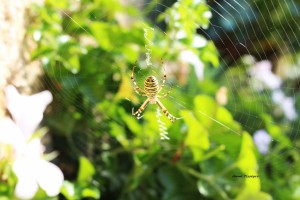 11 Araignée (Argiope  frelon ou bruennichi)        